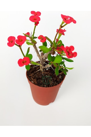 Dikenler Tacı Euphorbia Miili Mini Kırmızı Çiçekli Kaktüs