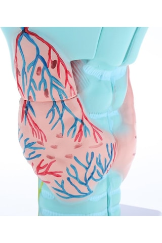 Suntek 3x Büyütülmüş İnsan Gırtlak Anatomik Modeli Anatomi