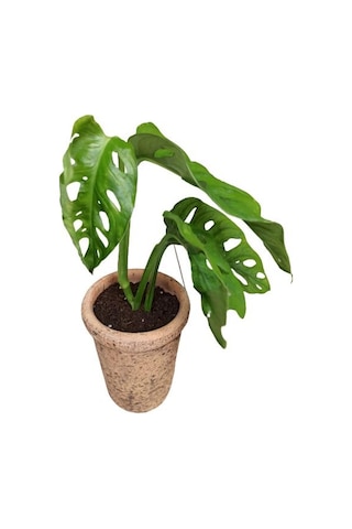 Monstera Obliqua Deve Tabanı Sarmaşık Cins Özel Toprak Saksısında