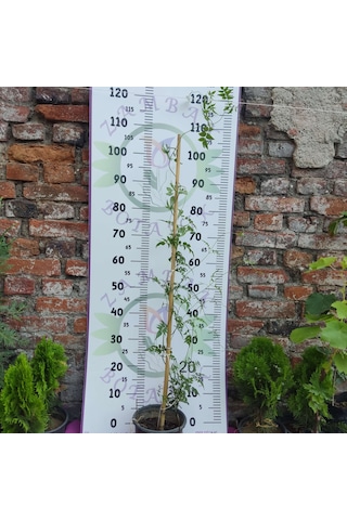 Jasminum Polyanthum - Hoş Kokulu Ve Gösterişli Çiçekli Bitki Şam Yasemini Değil