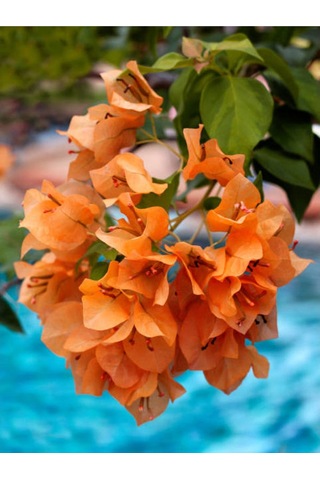 Turuncu Sarılıcı Begonvil Çiçeği 1 Adet Saksılı/tüplü 80-100cm Bahçe Bitkisi Bougainvillea