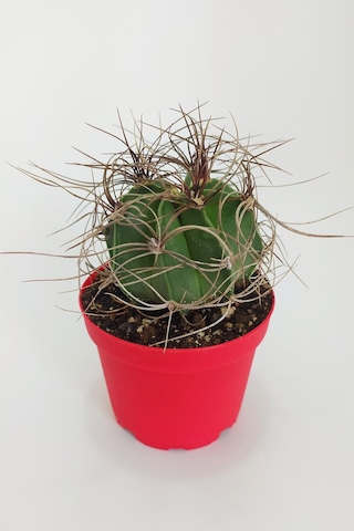 Astrophytum Capricorne Nadide Tür Tekli Özel Kaktüs 8.5 CM KırmıZI