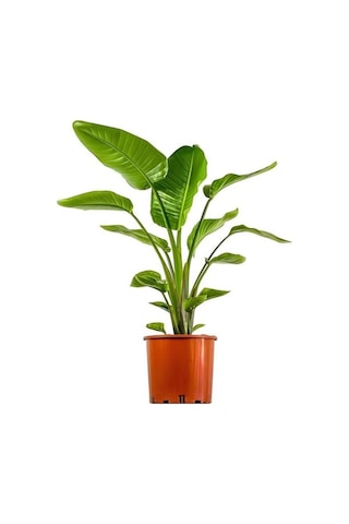 Strliçe Strelitzia Cennet Çiçeği Kadınlar Gününe Özel Tül Kuşkonmaz