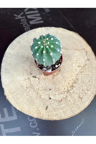 Echinopsis Subdenudata 5.5cm Saksıda Kaktüs Beyaz Çiçek Açan Kaktüs