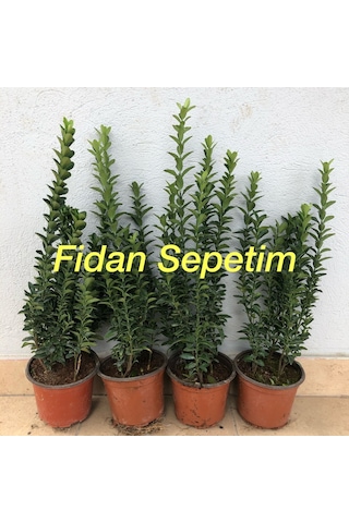 50 Adet Yeşil Sütun Taflan Fidanı Paketi