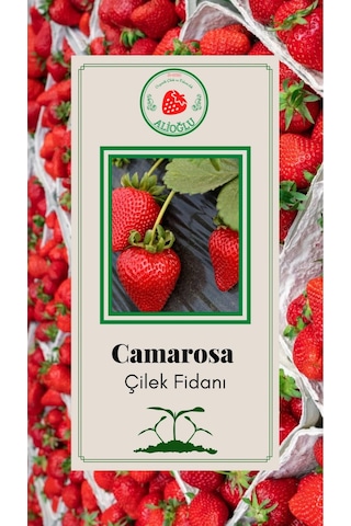 38 Adet Camarosa Çilek Fidesi Açık Kök ve Taze Söküm (Frigo)