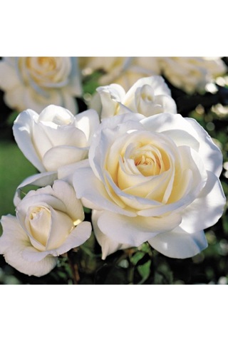 Videolu Yediveren Krem Beyaz Renginde Yoğun Kokulu 40 60 Cm 2 Adet Saksılı Aşılı Gül White Rose