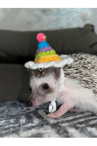 Moonx Renkli Hamster Şapkası. 272413531