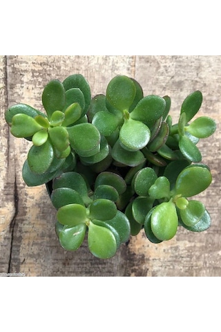Crassula Ovata - Para Ve Şans Bitkisi - 5 Adet Sukulent - Terary