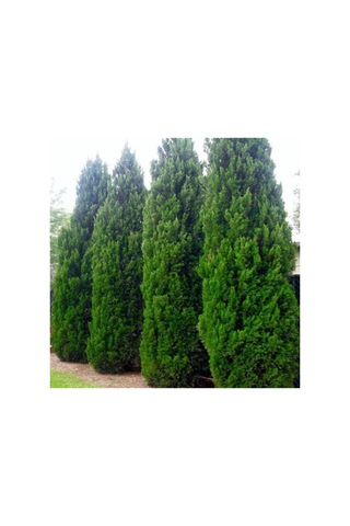 Videolu Muhteşem Kokulu Leylandi Çam Fidanı 30 40 Cm 1 Adet Tüplü Cupressocyparis Leylandii