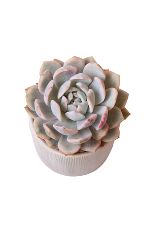 Echeveria Monreo Var - Sukulent Haangarden