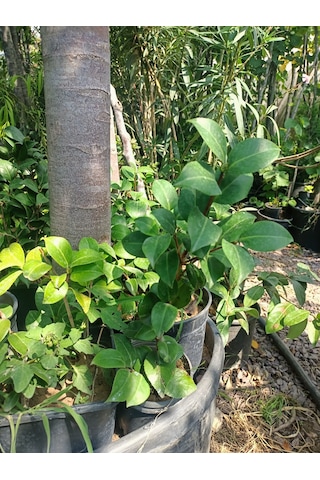 Yeşil Deniz Fidancılık Kamelya Fidanı 30-50 Cm