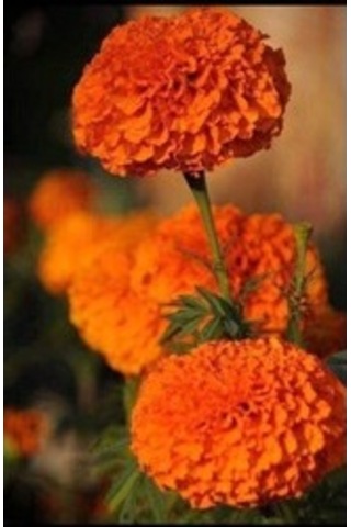 Top Kadife Çiçeği 15 Adet Tohum