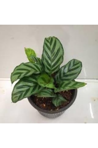 Calathea Louisae - Dua Çiçeği Kaladya - Ev Ofis Salon Iç Mekan Bitkisi - 40 Cm
