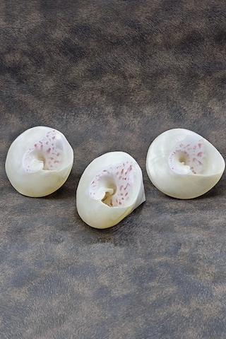 Spiral Silver Shell Deniz Kabuğu 33-ss