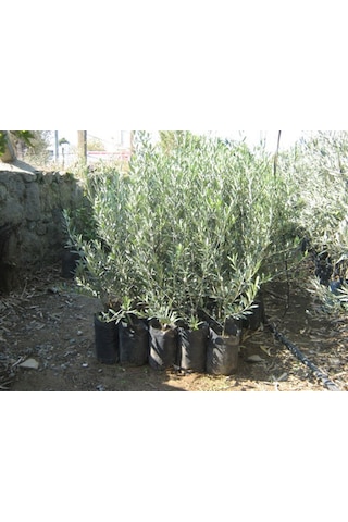 3 Adet Koroneki Zeytin Fidanı 1.5 Yaş Tüplüdür