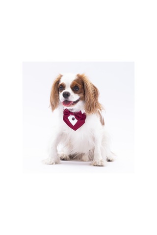 Pawstar Bordo Smokin Kedi Köpek Fuları Pet Bandanası