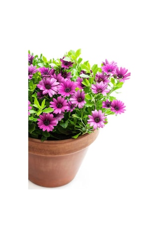 Videolu Bodrum Papatyası Mor Renkli 20 45 Cm 2 Adet Saksılı Canlı Renkli Osteospermum