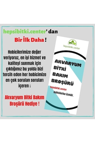 Hyrophila Paravitota Akvaryum Bitkisi Canlı Bitki 5 Dal