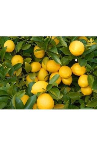 Tüplü Yediveren Limon Fidanı 2 Yaş Aşılı 90-150 Cm Bol Verimli