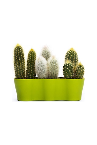 Poliwork Üçlü Kaktüs Saksı 8,5 Cm 86303780