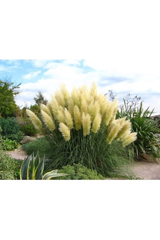 Pampas Saz Çiçeği Fidanı Saksılı 60-80 Cm Bahçe Bitkisi Pampas