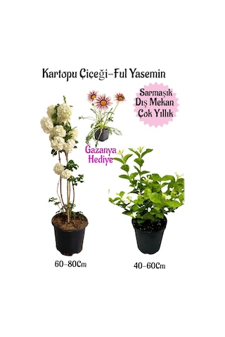 Kartopu Çiçeği 1 Adet+kokulu Ful Yasemin1adet+pembe Gazanya Hediyeli Saksılı Bahçe Seti