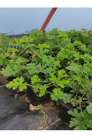 Kokulu Itır Fidesi 1 Adet Saksılı 10-25cm Aromatik Bitki Gül Damlası Çiçeği