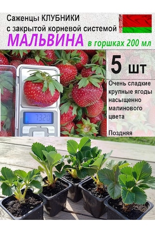 Kfh "u Makaryca" Malvina Çilek Fidesi 5 Adet Saksıda 413927075