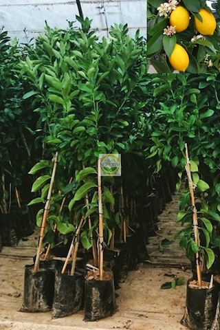 2 Yaş Aşılı 7 Veren Yediveren Mayer Limon Fidanı