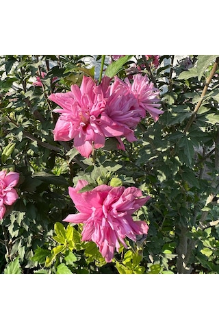 Çiçek Verir Durumda Oya Ağacı Fidanı