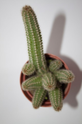 Yılan Kaktüs - Chamaecereus Silvestrii Tekli 5.5 Cm Saksıda