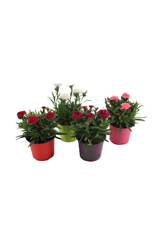 Dolgun Formlu Kırmızı Renk Karanfil Çiçeği 1 Adet 15-25cm Red Dianthus