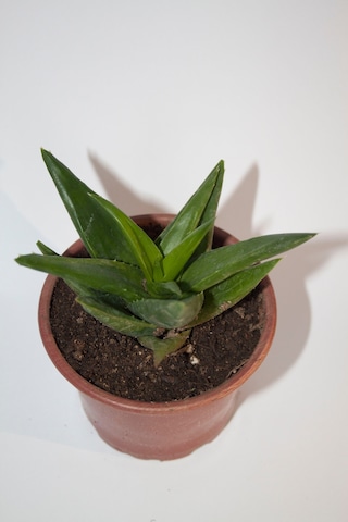 Haworthia Pentagona Sukulent Tekli 8,0 Cm Orta Boy Saksıda