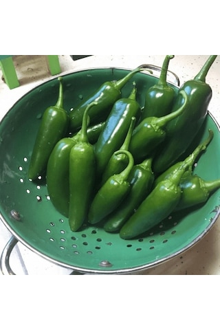 Meksika Extreme Acı Jalapone Biber Fidesi 5 Adet