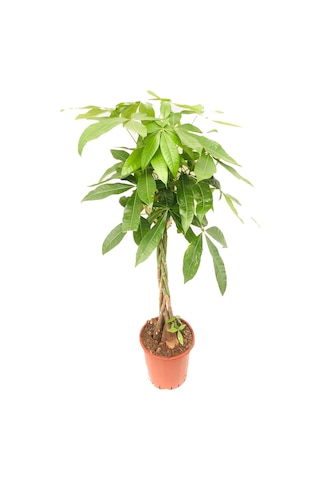pachira para çiçeği örgülü 90-110cm