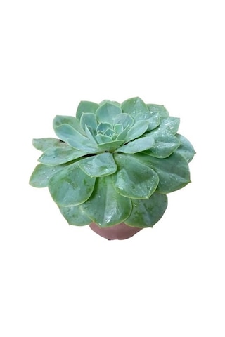 Büyük Boy Echeveria Pulidonis Sukulent