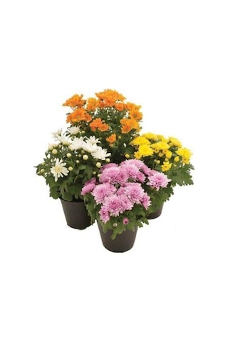 Kasımpatı Krizantem Chrysanthemum Karışık Renk Saksılı 10-20 Cm