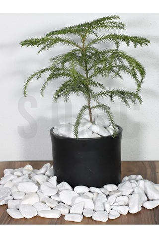 Sosc Natural Beyaz Dolomit Dekoratif Çakıl Taşı, 2-4 Cm, 3 Kg, İç Ve Dış Mekan Peyzaj İçin Diğer