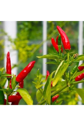 Geleneksel Birds Eye Acı Mini Chili Pepper Biber Tohumu 70 Tohum