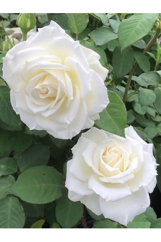 Gül Fidanı Rosa Laxa - Beyaz