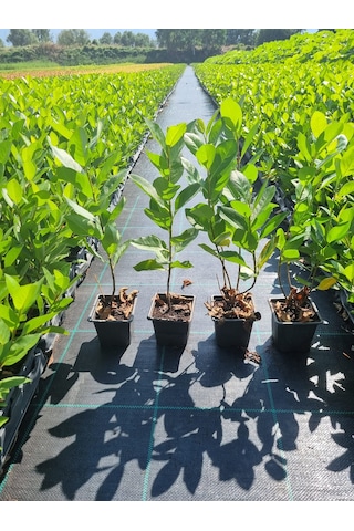 Aronya Fidanı 2 Yaş 2 Adet