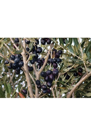 Fidan & Peyzaj - 3 Adet Gemlik Zeytin Fidanı (2 Yaş / Tüplü)