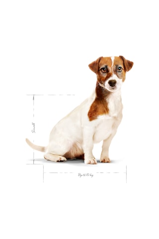 Royal Canin Mini Adult +8 Küçük Irk Yaşlı Köpek Maması 2 KG