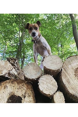 Max & Molly Urban Pets Original Serisi Akıllı Künyeli Köpek Boyun Tasması S, Etnik