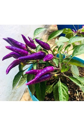 Bykurt Sunagri Mor Acı Cin Biber - Bahçe Ve Saksıda Dikime Uygun 50 Adet