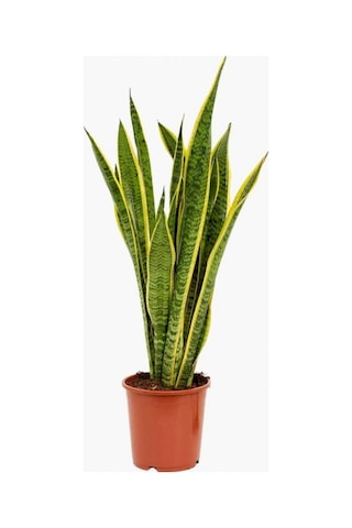 Paşa Kılıcı Çiçeği Peygamber Kılıcı - Sansevieria Trifasciata