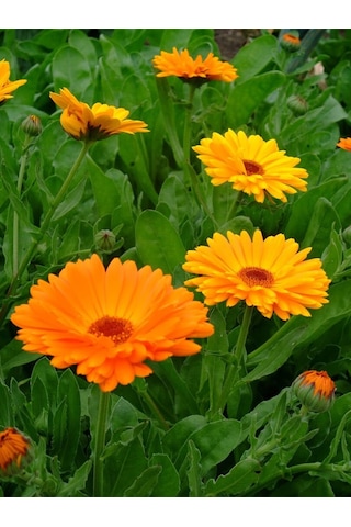 Aysenin Aynısefa Yağı / Calendula Oil 15 ML