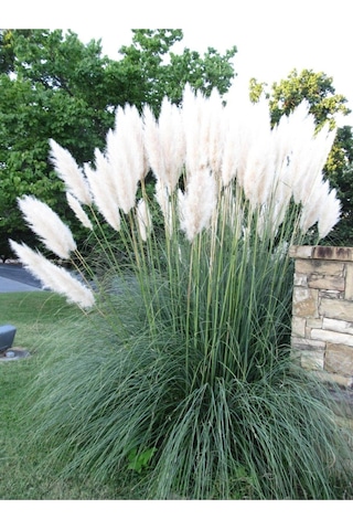 Beyaz Pampas Saz Çiçeği Fidanı 1 Adet Saksılı 60-80 Cm Bahçe Bitkisi Pampas