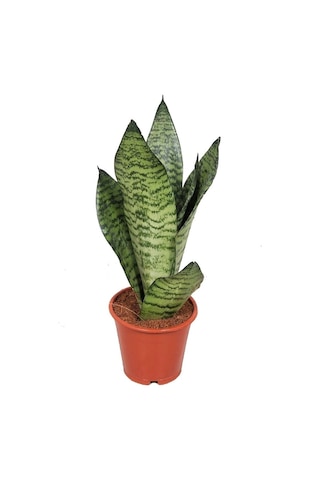 Sansevieria Paşa Kılıcı Hava Temizleyici Bitki Ev Ofis Bitkisi 10-20 Cm